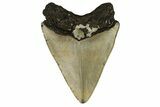Bargain, Fossil Megalodon Tooth - North Carolina #190648-1